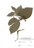 藏品(假繡球)的圖片